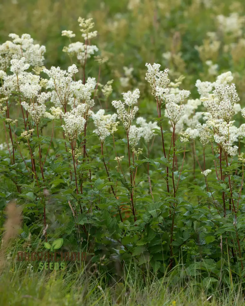 Filipendula Ulmaria Seeds - Premium Quality for Planting in Gardens and Landscapes