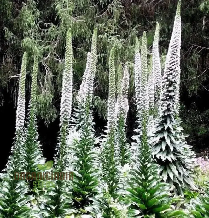 Echium Seeds (Echium Pininana Snow Tower Seeds) - Majestic White Blossoms for Gardens