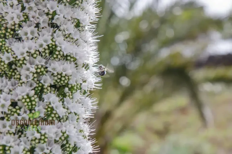 Echium Seeds (Echium Pininana Snow Tower Seeds) - Majestic White Blossoms for Gardens