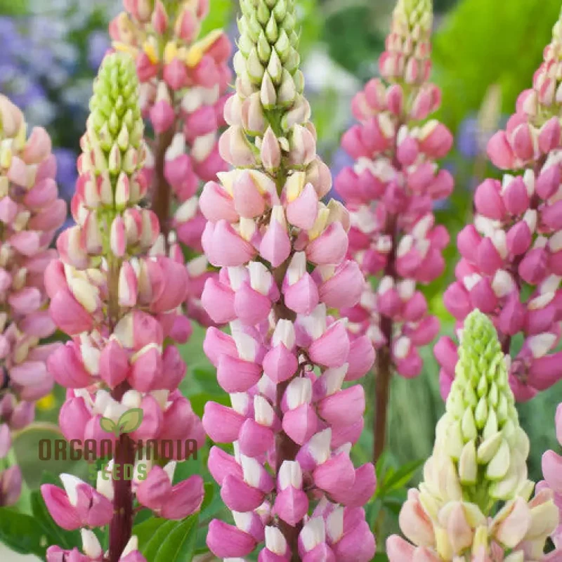 Lupinus x russellii 'The Chatelaine' Flower Seeds for Planting, Elegant and Vibrant Addition to Your Garden