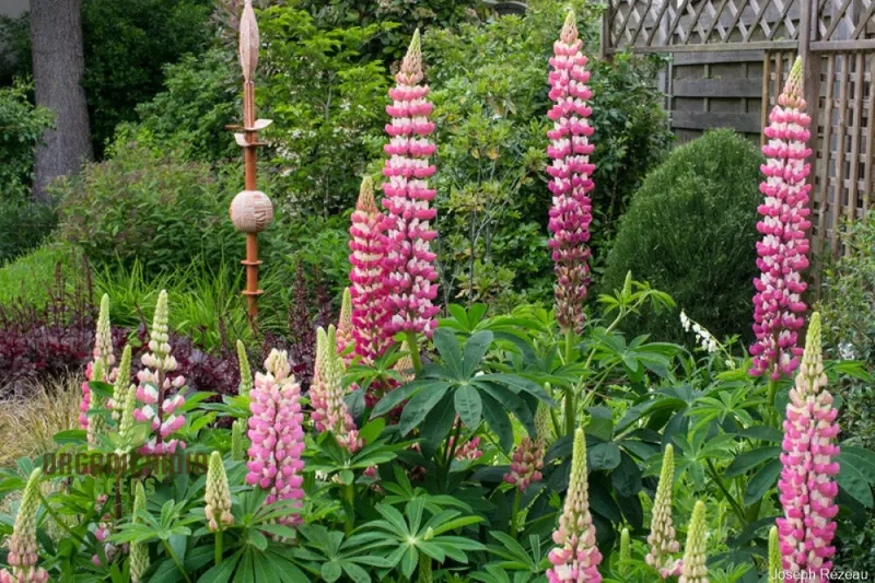 Lupinus x russellii 'The Chatelaine' Flower Seeds for Planting, Elegant and Vibrant Addition to Your Garden