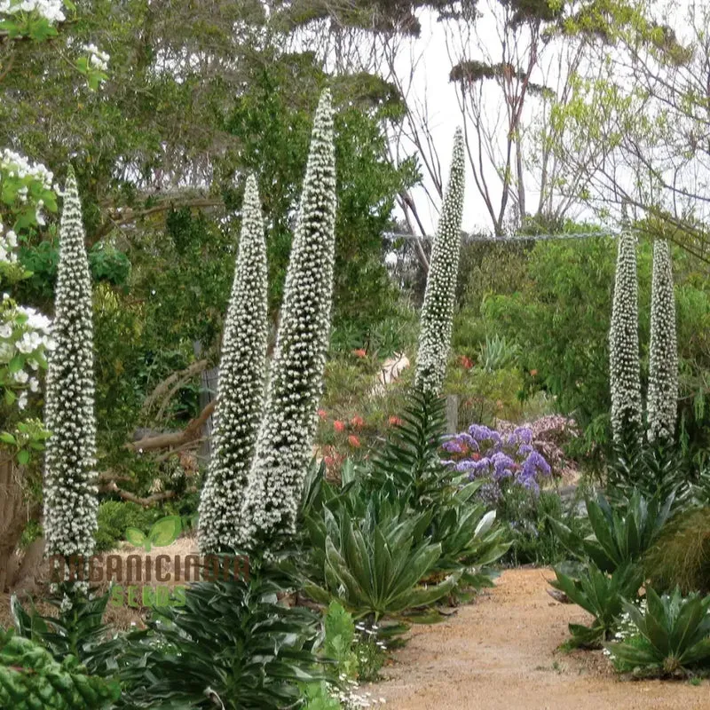 Echium 'Blue Towers' Flower Seeds For Planting, Towering Beauty for Your Garden