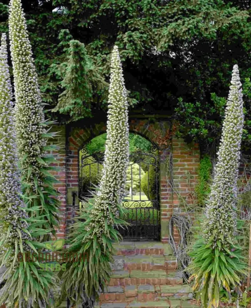 Echium 'Blue Towers' Flower Seeds For Planting, Towering Beauty for Your Garden