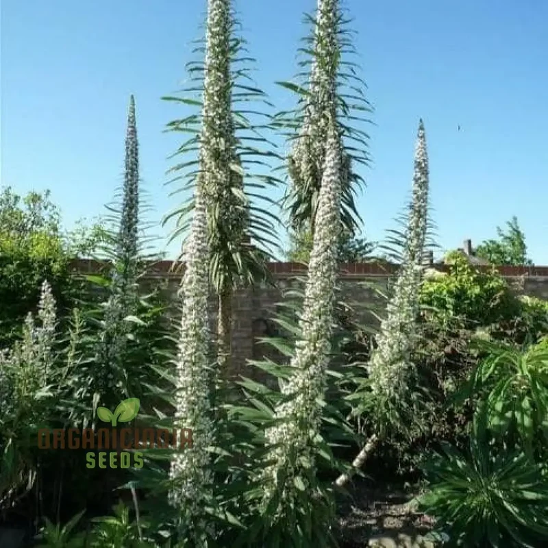 Echium 'Blue Towers' Flower Seeds For Planting, Towering Beauty for Your Garden