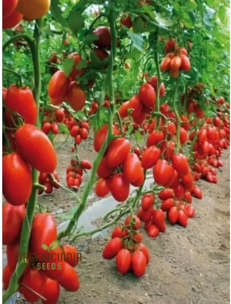 TOMATO FEDERLE Seeds for planting Your Garden | Buy Seeds Online