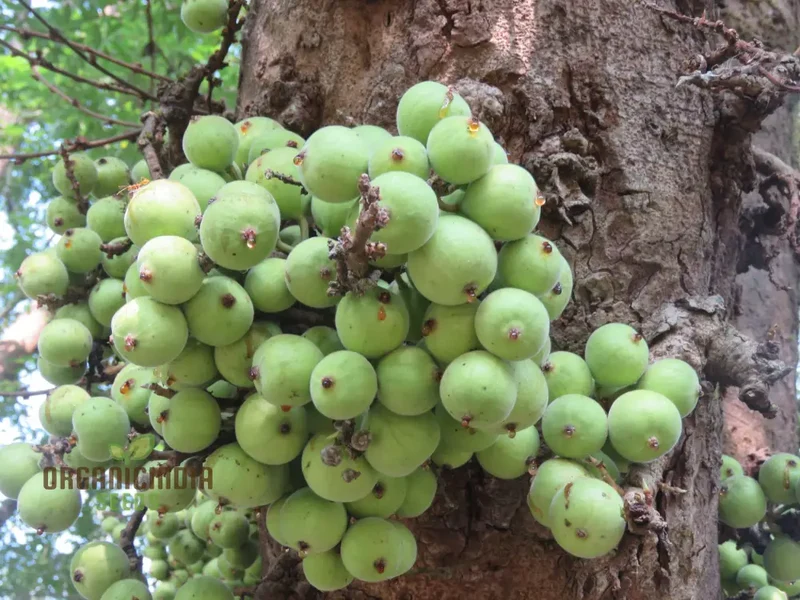 Ficus Racemosa Seeds for Planting - High-Quality Seeds for Your Garden