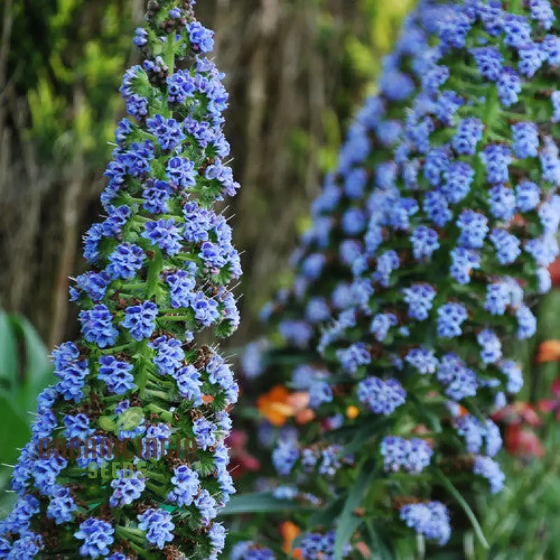 Echium 'Blue Dwarf' Flower Seeds For Planting, Compact Beauty for Your Garden