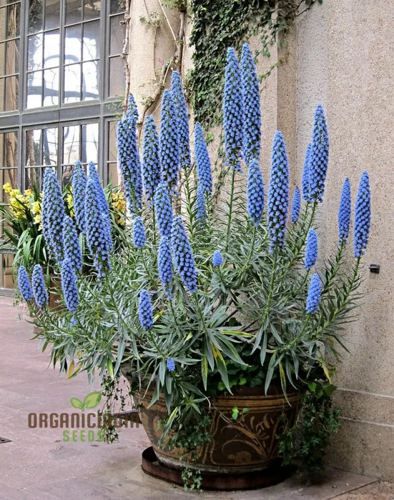 Echium 'Blue Dwarf' Flower Seeds For Planting, Compact Beauty for Your Garden