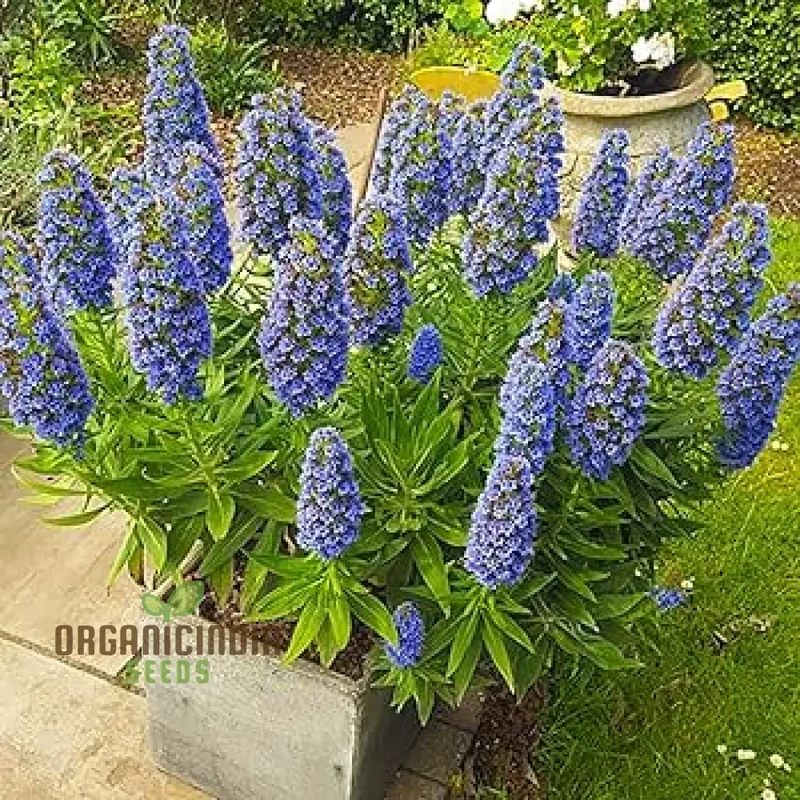 Echium 'Blue Dwarf' Flower Seeds For Planting, Compact Beauty for Your Garden