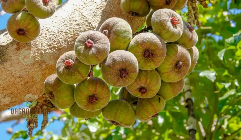 Ficus Auriculata Seeds for Planting - Buy Rare Exotic Fig Tree Seeds Online