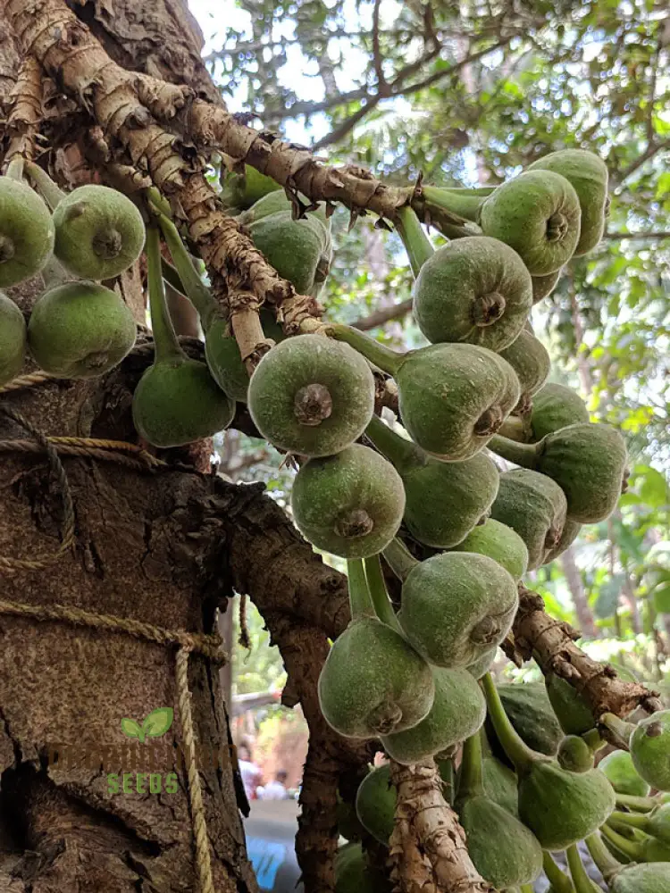 Ficus Auriculata Seeds for Planting - Buy Rare Exotic Fig Tree Seeds Online