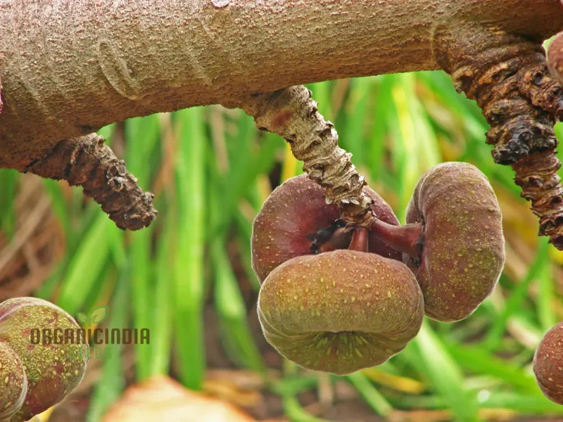 Ficus Auriculata Seeds for Planting - Buy Rare Exotic Fig Tree Seeds Online