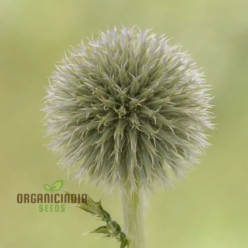 Echinops Tienshanica 'Blue Glow' Flower Seeds, Premium Quality Organic Seeds for Planting