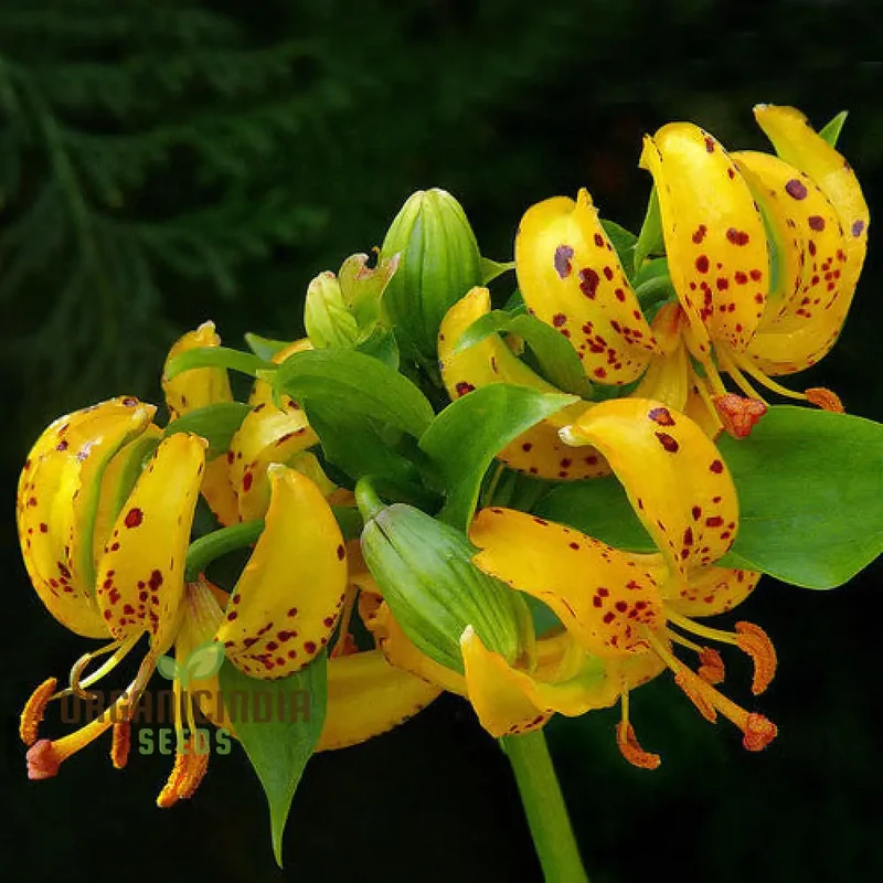 Lilium Hansonii: Premium Seeds for Your Garden's Flourishing Beauty and Graceful Elegance!