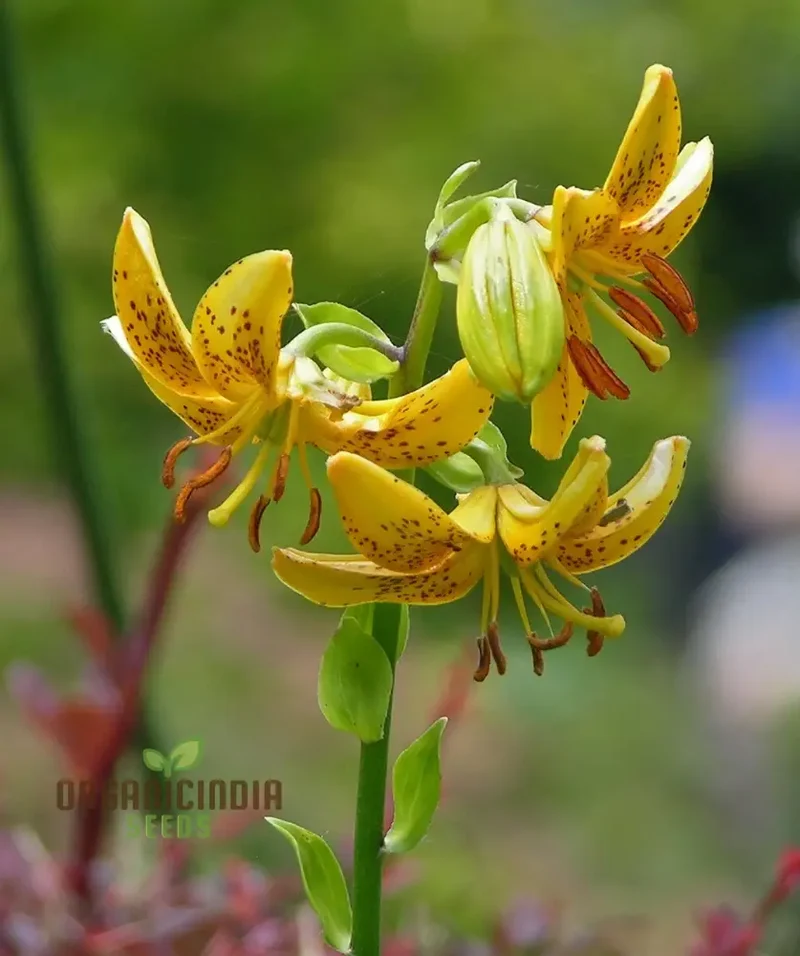 Lilium Hansonii: Premium Seeds for Your Garden's Flourishing Beauty and Graceful Elegance!