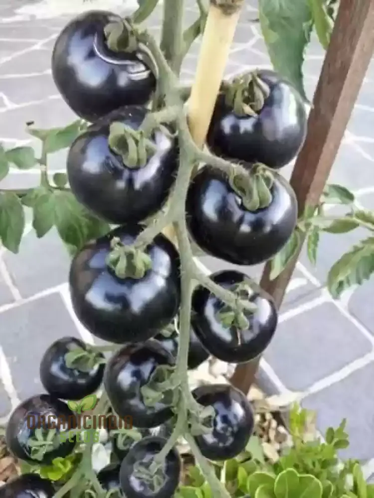TOMATO EIGHT BALL Seeds for Your Garden | Buy Seeds Online