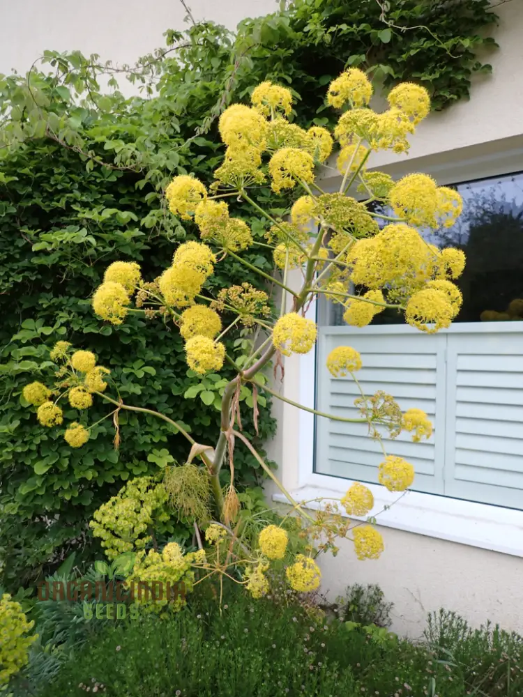 Ferula Communis Seeds - Hardy Perennial for Mediterranean Gardens - Planting Guide Included