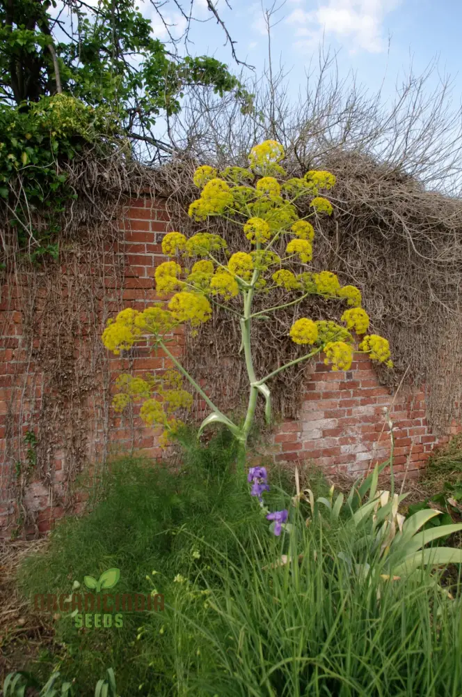 Ferula Communis Seeds - Hardy Perennial for Mediterranean Gardens - Planting Guide Included