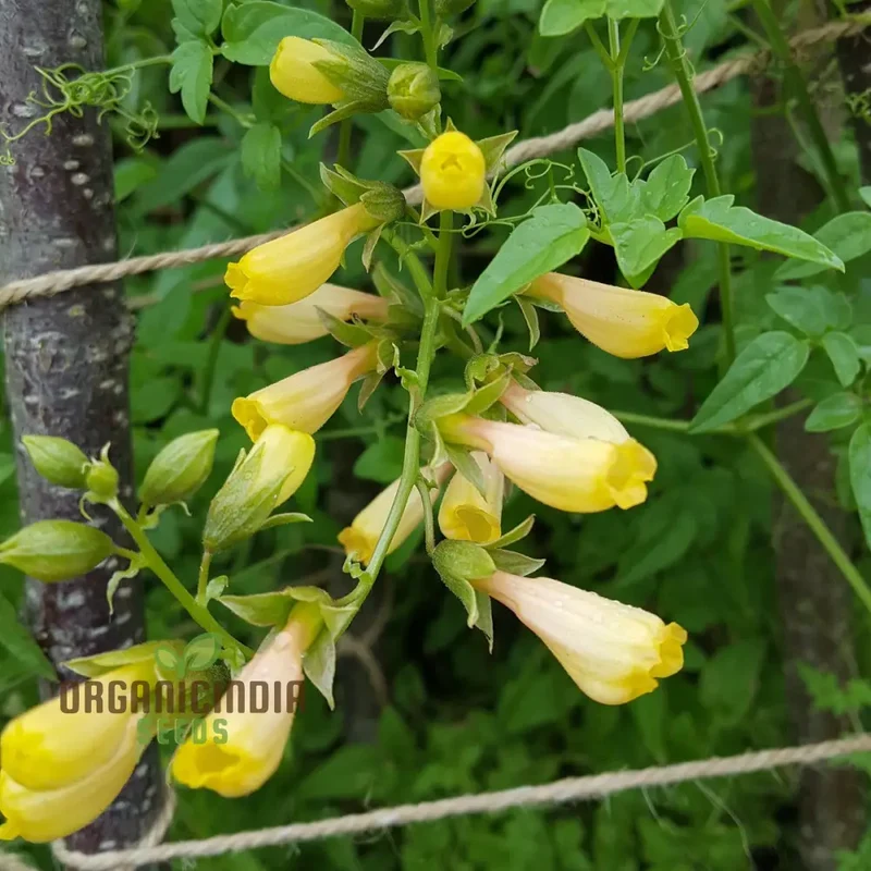 Eccremocarpus Scaber 'Tresco' Cream Flower Seeds For Planting, Soft Elegance for Your Garden Palette