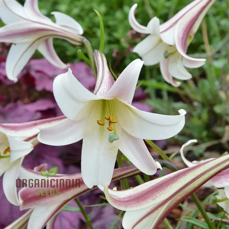 LILIUM FORMOSANUM VAR Flower Seeds for Planting
