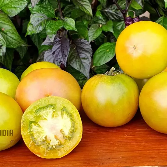 TOMATO DWARF BERYL BEAUTY Seeds for Your Garden | Buy Gardening Seeds Online