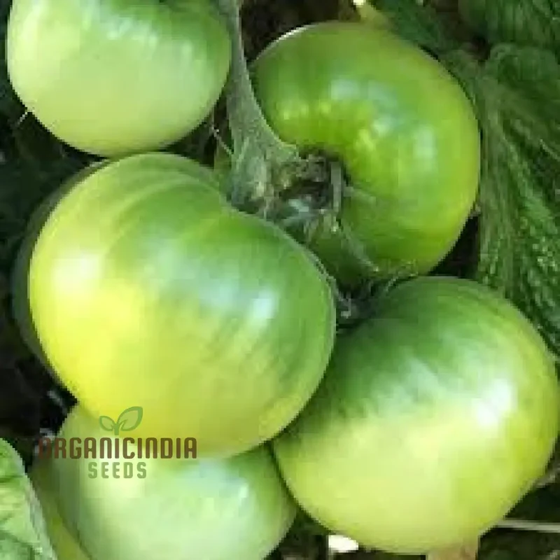TOMATO DWARF BERYL BEAUTY Seeds for Your Garden | Buy Gardening Seeds Online