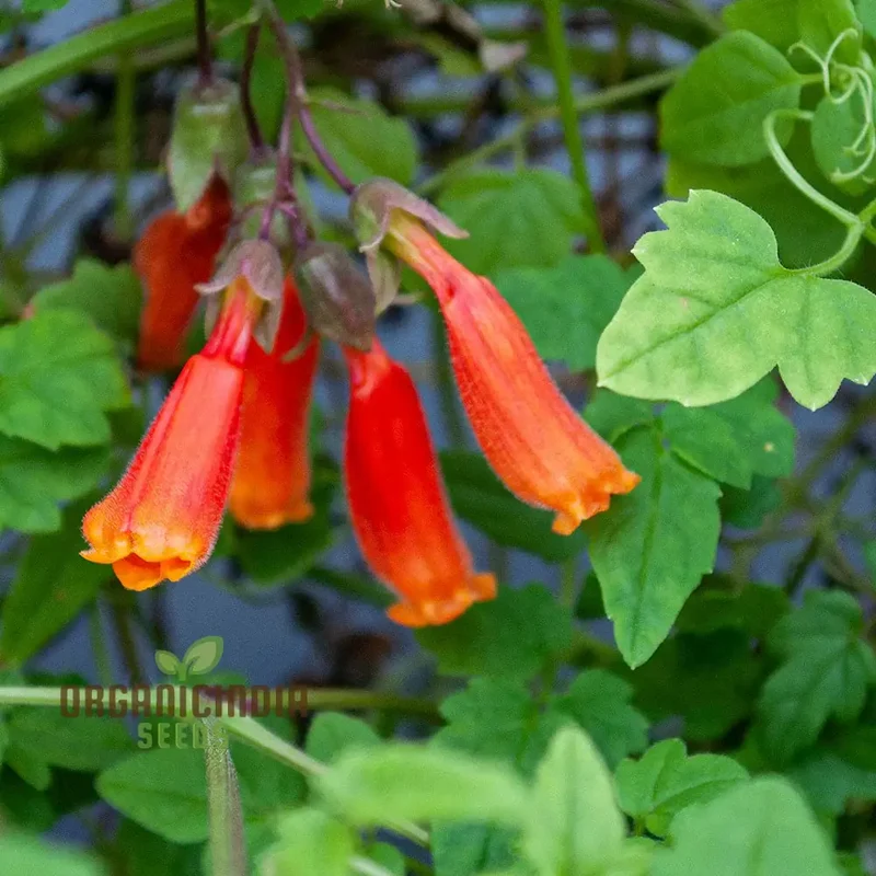 Eccremocarpus Scaber 'Flame Colours' Flower Seeds, Igniting Your Garden with Vibrant Hues