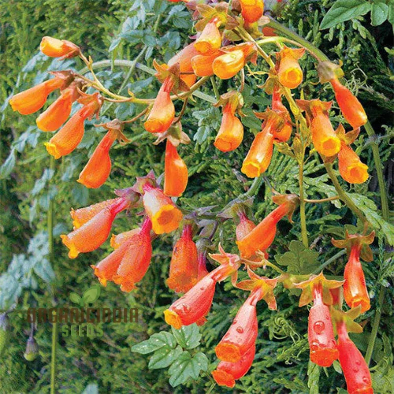 Eccremocarpus Scaber 'Flame Colours' Flower Seeds, Igniting Your Garden with Vibrant Hues