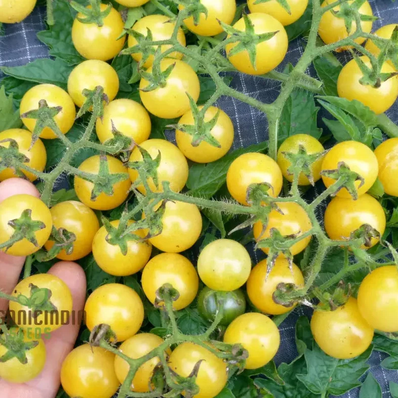 TOMATO COYOTE Seeds for Your Garden | Buy Gardening Seeds Online