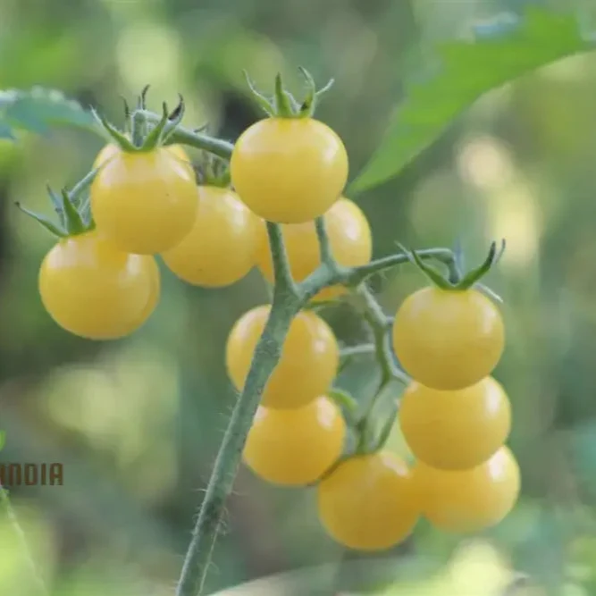 TOMATO COYOTE Seeds for Your Garden | Buy Gardening Seeds Online