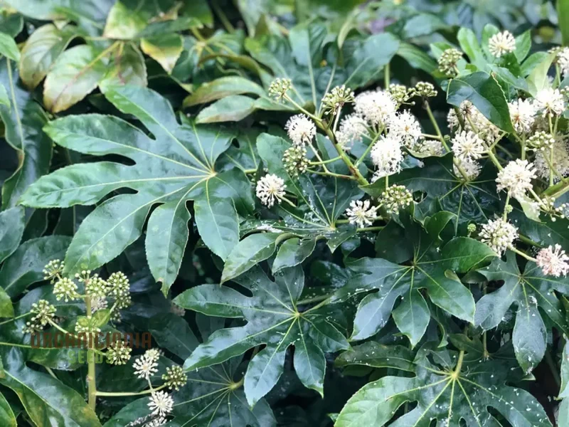 Fatsia Japonica Seeds - Hardy Evergreen Plant Seeds for Planting in Gardens and Containers