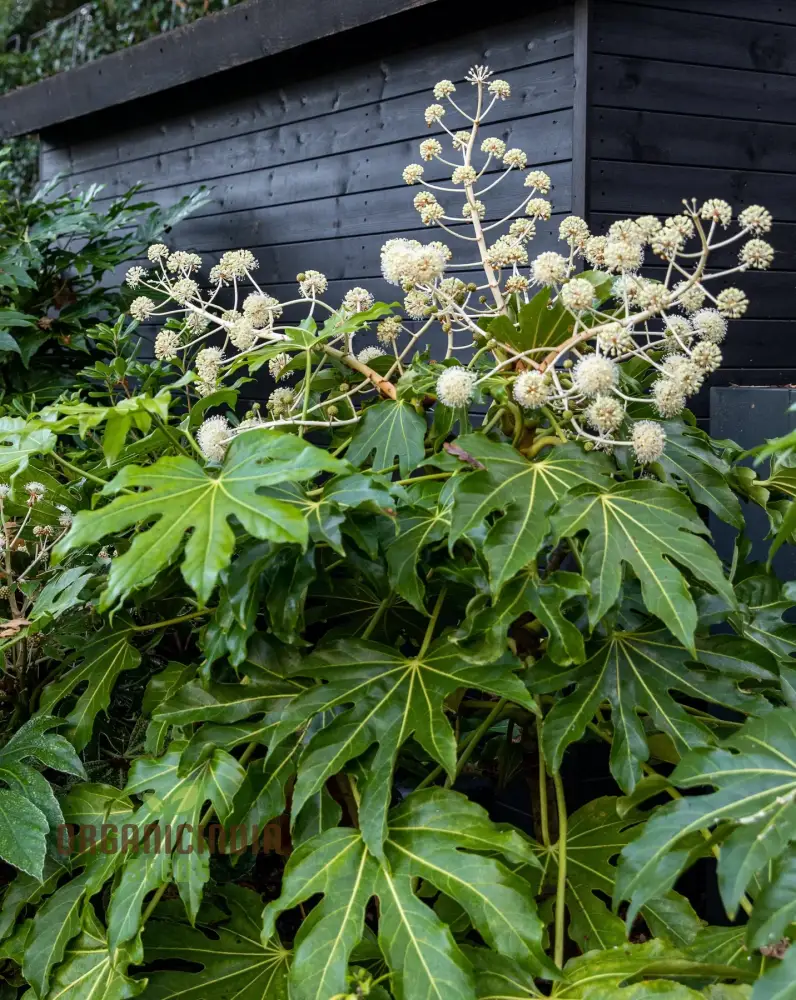 Fatsia Japonica Seeds - Hardy Evergreen Plant Seeds for Planting in Gardens and Containers