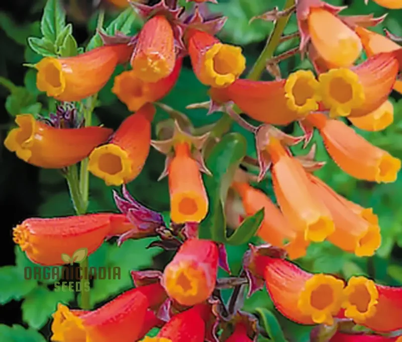 Eccremocarpus Scaber 'Burst of Orange' Flower Seeds For Planting, Adding Bold Color to Your Garden