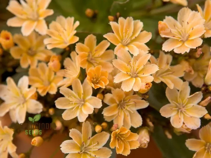 Lewisia Longipetala 'Little Mango' Seeds â€“ Cultivate Vibrant Beauty and Long-Lasting Blooms in Your Garden!