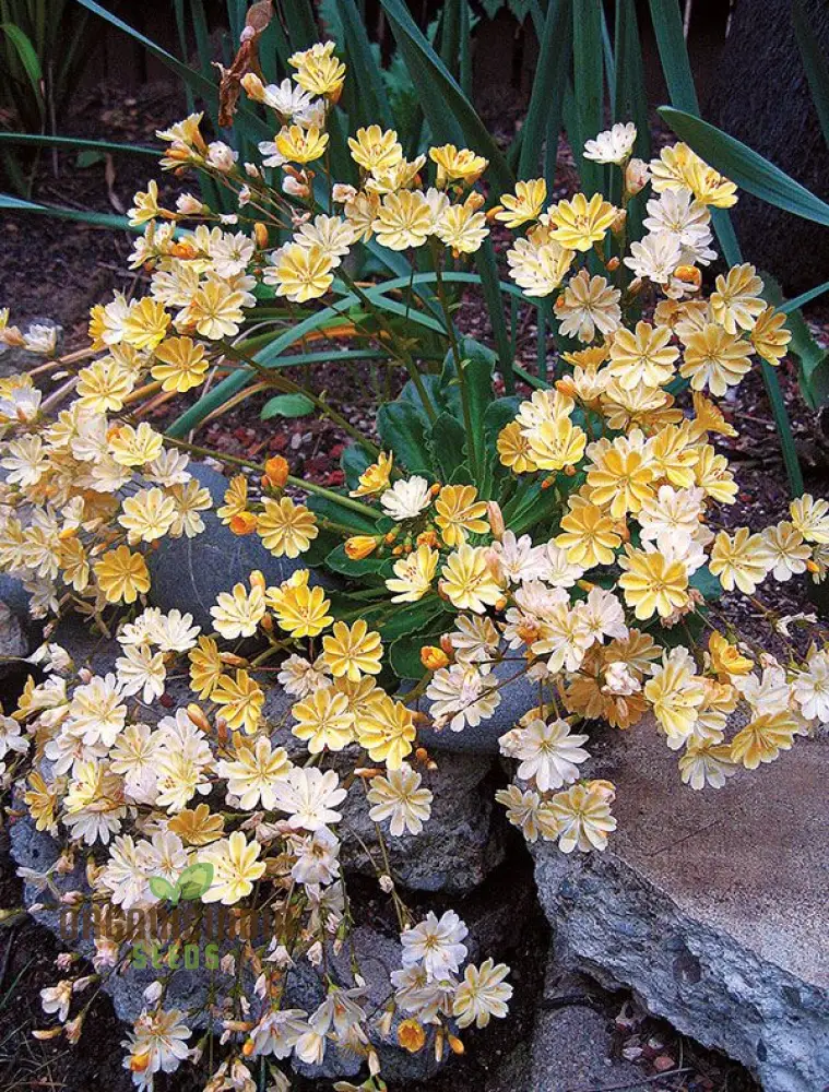 Lewisia Longipetala 'Little Mango' Seeds â€“ Cultivate Vibrant Beauty and Long-Lasting Blooms in Your Garden!