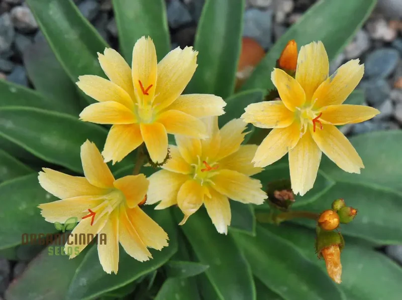 Lewisia Longipetala 'Little Mango' Seeds â€“ Cultivate Vibrant Beauty and Long-Lasting Blooms in Your Garden!