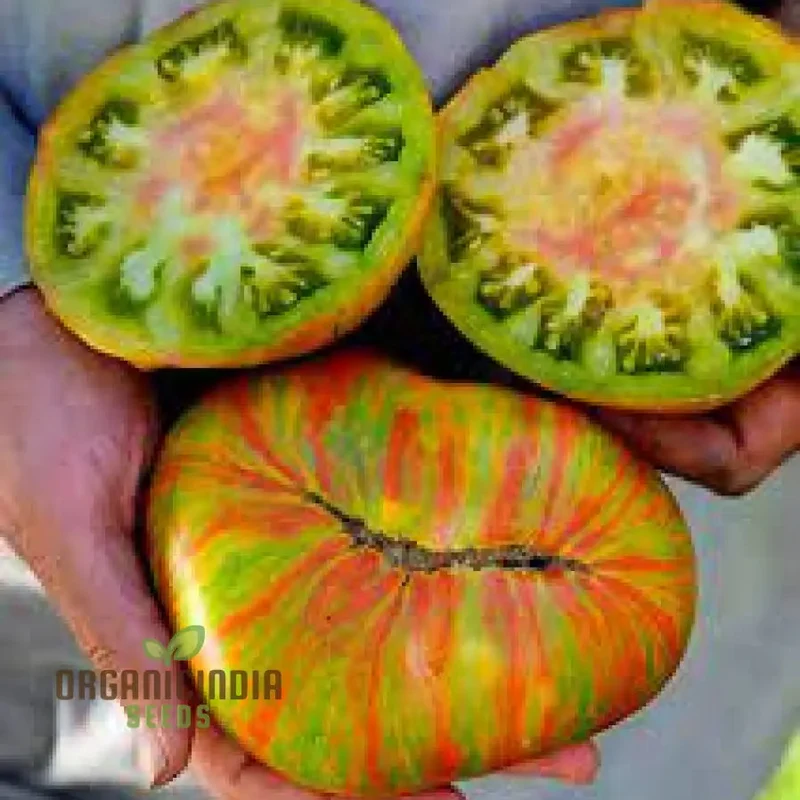 TOMATO BERKLEY TIE DYE Seeds for Your Garden | Organic Gardening Seeds