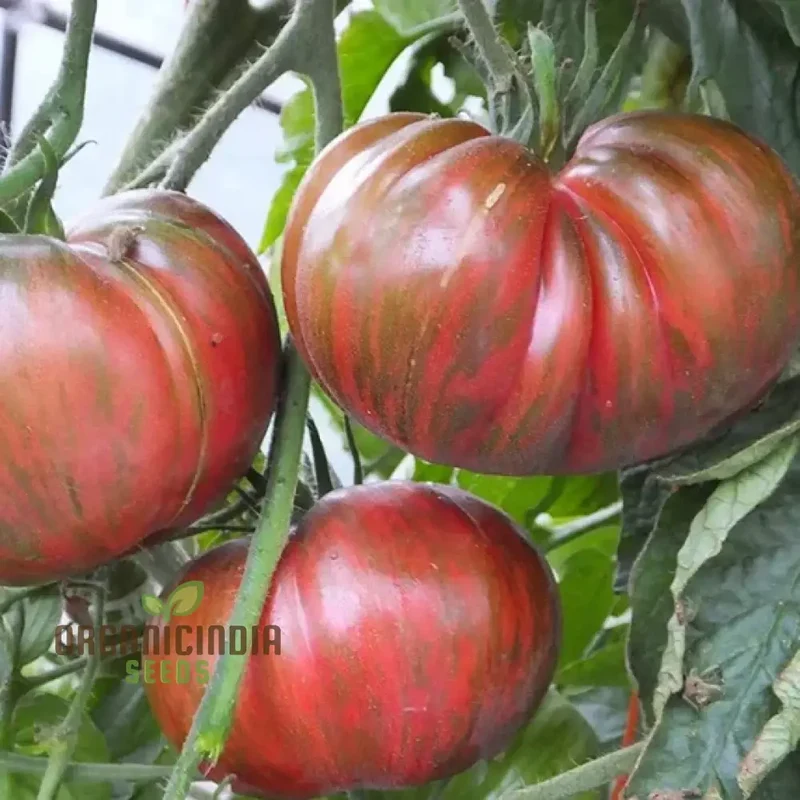TOMATO BERKLEY TIE DYE Seeds for Your Garden | Organic Gardening Seeds