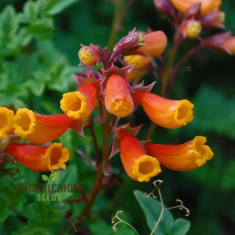 Eccremocarpus Scaber 'Blood Red' Flower Seeds, Vibrant Blossoms for Your Garden