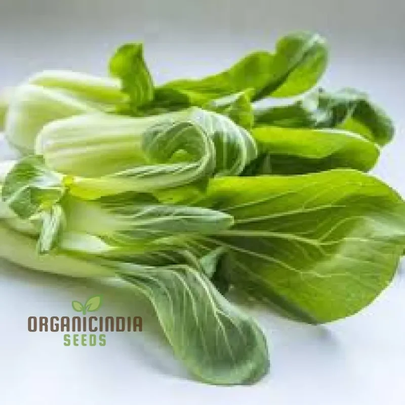 Organic White Pak Choi Seeds for Your Gardening Needs | Buy Seeds Online