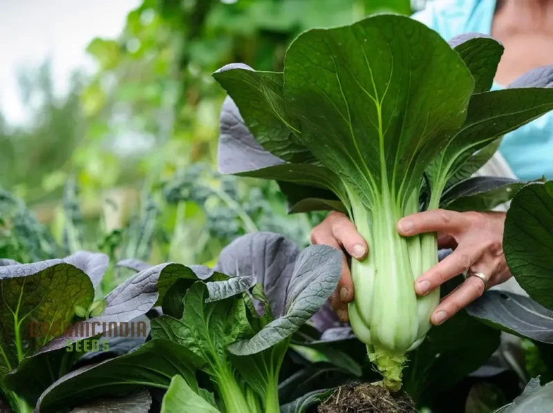 Organic White Pak Choi Seeds for Your Gardening Needs | Buy Seeds Online