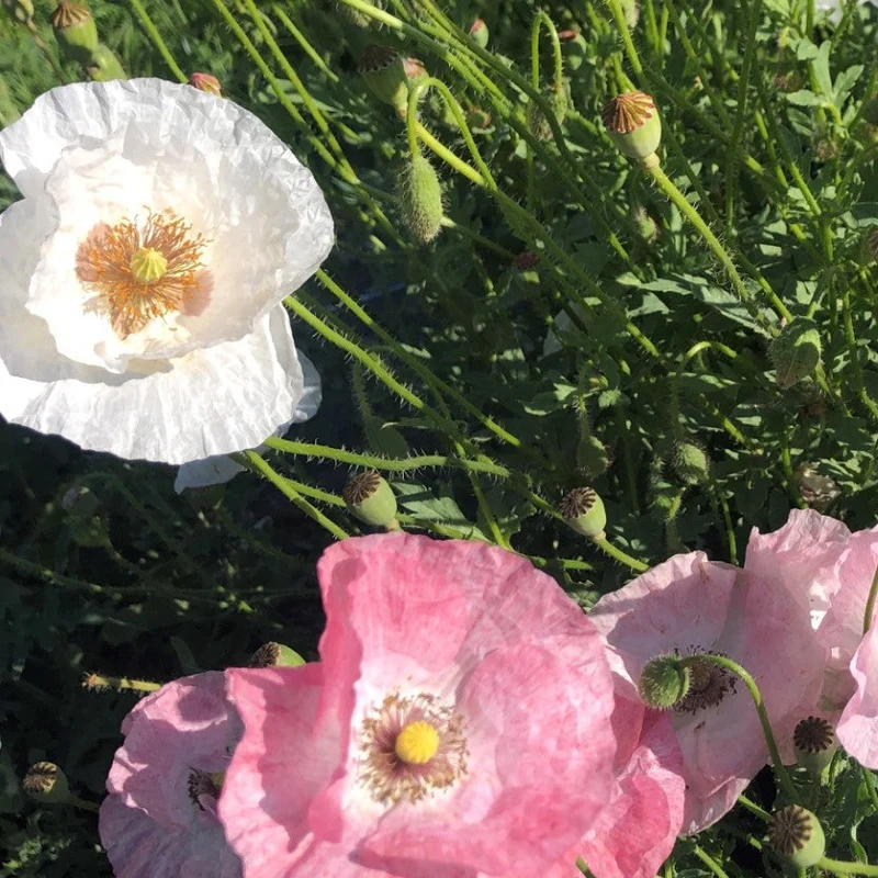 PAPAVER RHOEAS 'MOTHER OF PEARL' Seeds for Exquisite Garden Blooms - Premium Flower Seeds for Home Gardening Enthusiasts