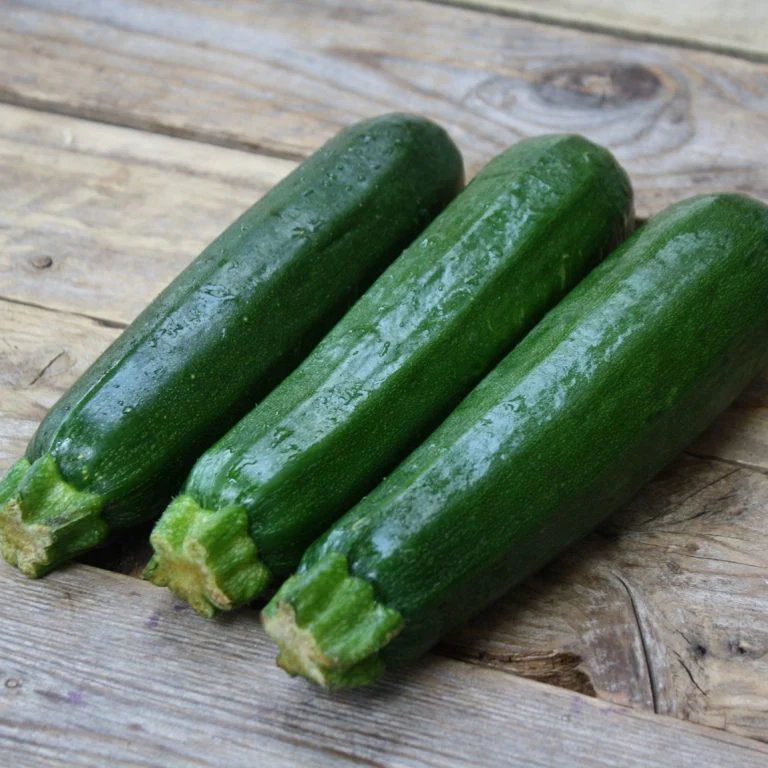 Courgette ‘Dark Green’ ( Cucurbita pepo )