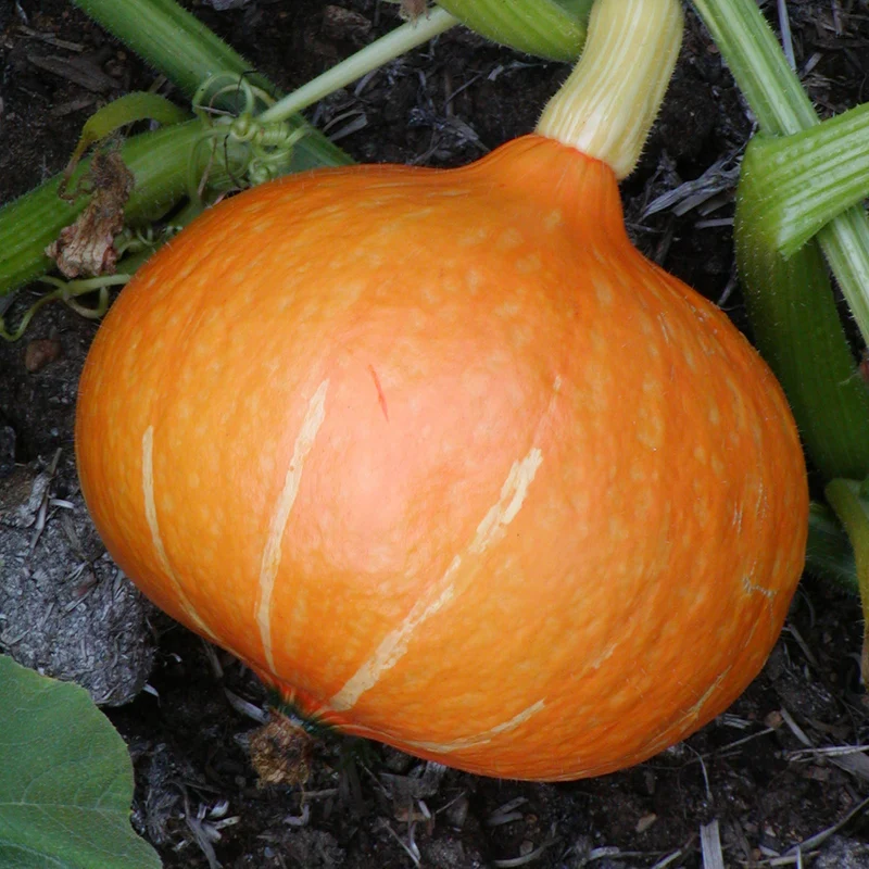 Courge ‘Red Kuri’ ( Cucurbita maxima )