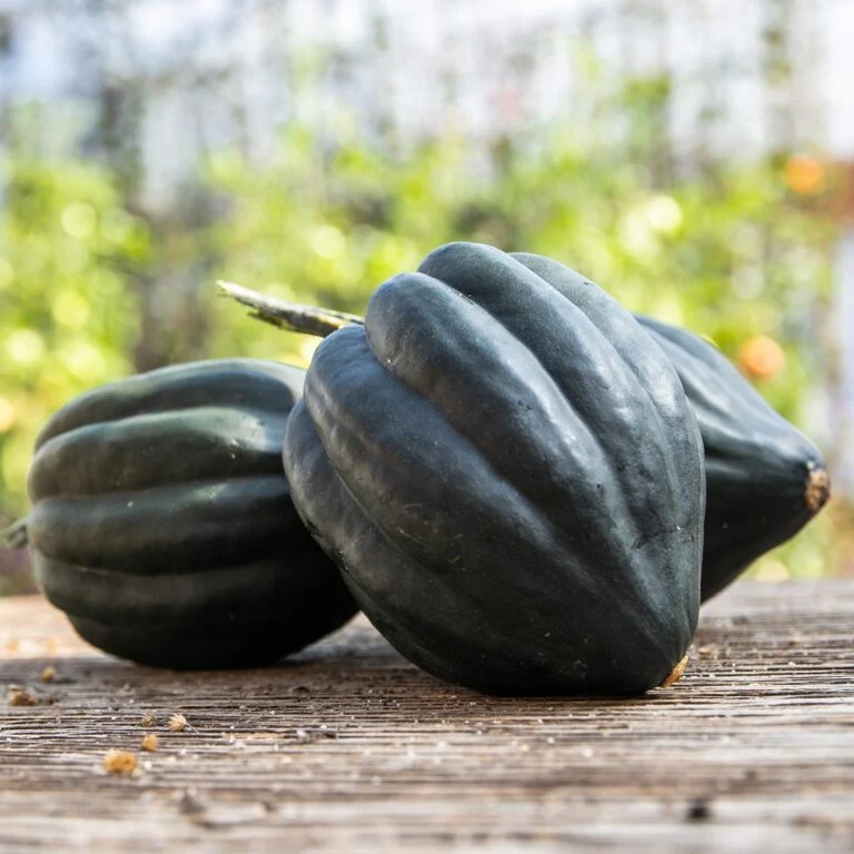 Courge poivrée ‘Tuffy’ ( Cucurbita pepo )