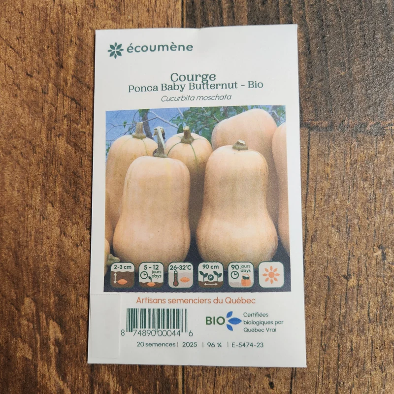 Courge butternut ‘Ponca Baby’ ( Cucurbita moschata )