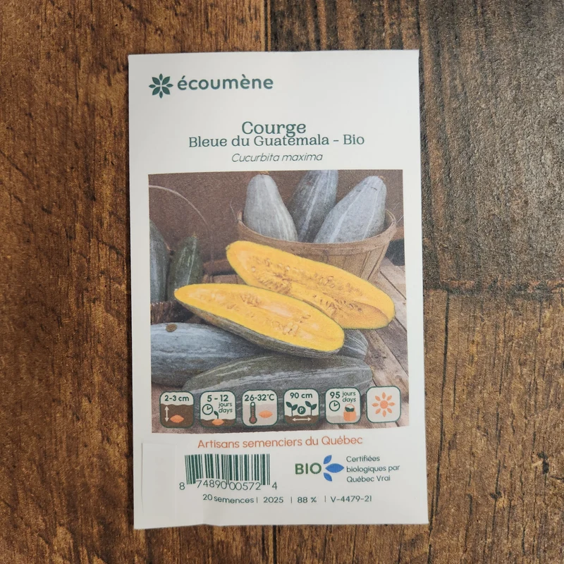 Courge ‘Bleue du Guatemala’ ( Cucurbita moschata )
