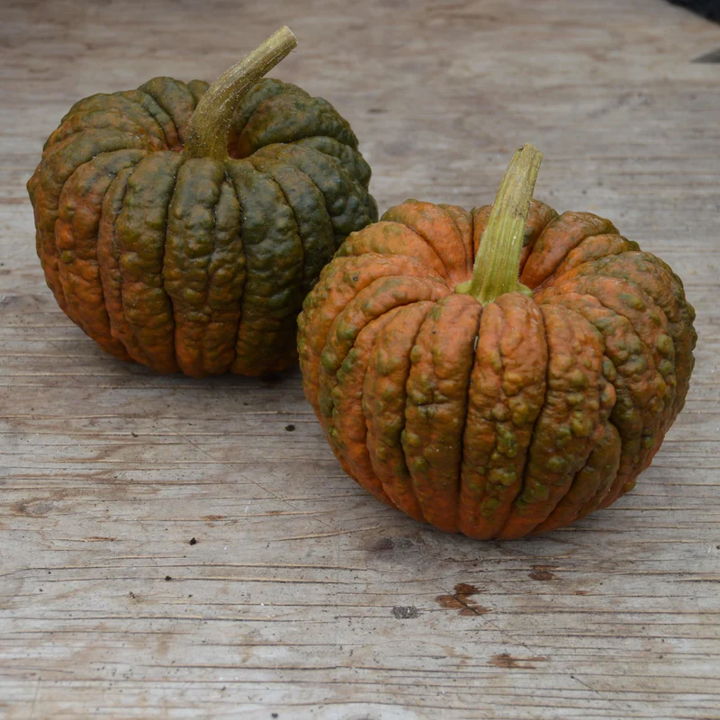 Courge ‘Black Futsu’ ( Cucurbita moschata )
