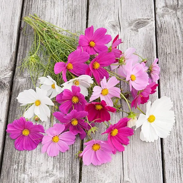 Cosmos ‘Sensation’ ( Cosmos bipinnatus )