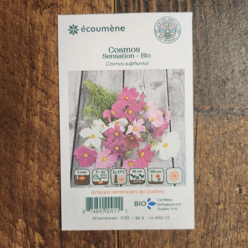 Cosmos ‘Sensation’ ( Cosmos bipinnatus )